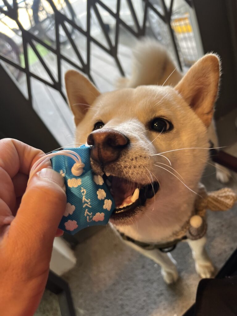 愛犬との思い出作りスポット集 - 泊Rutto(とまるっと)