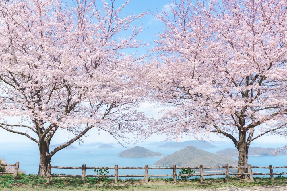 【春に宿泊される方必見！】三豊市・観音寺市の桜情報🌸